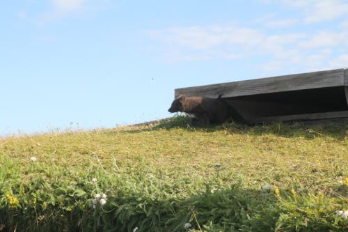wellenbrecher-nordatlantik-fuechse-13