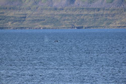 wellenbrecher-nordatlantik-westfjorde-04
