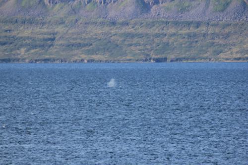 wellenbrecher-nordatlantik-westfjorde-05